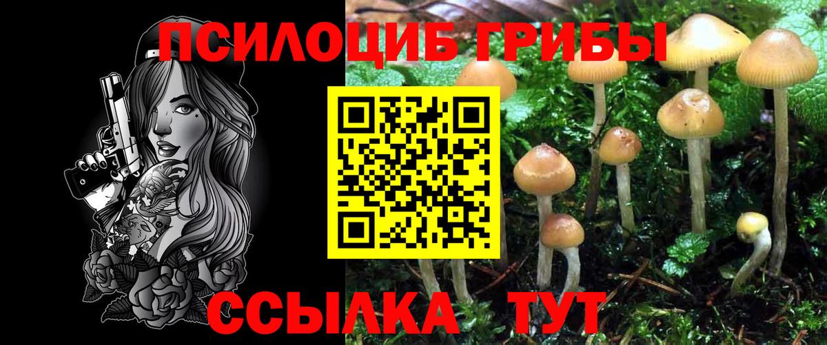 Псилоцибиновые грибы Psilocybe Ярцево
